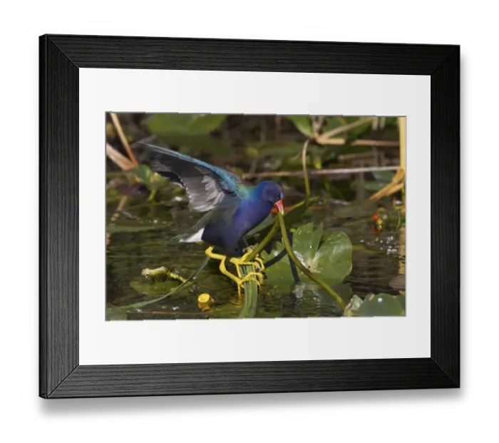 Framed Print : Purple Gallinule (Porphyrio martinicus) adult, feeding, pulling waterlily stem with beak, Shark Valley, Everglades N. P. Florida, U. S. A Framed Print : Purple Gallinule (Porphyrio martinicus) adult, feeding, pulling waterlily stem with beak, Shark Valley, Everglades N. P. Florida, U. S. A