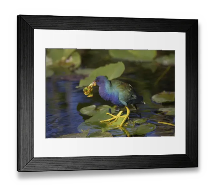 Framed Print : Purple Gallinule (Porphyrio martinicus) adult, feeding, with waterlily bud in beak, Shark Valley, Everglades N. P. Florida, U. S. A