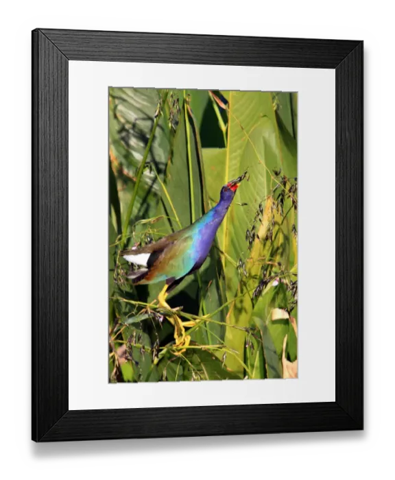 Framed Print : Purple Gallinule (Porphyrio martinicus) adult, feeding on Fireflag (Thalia geniculata) buds, Florida, U. S. A Framed Print : Purple Gallinule (Porphyrio martinicus) adult, feeding on Fireflag (Thalia geniculata) buds, Florida, U. S. A