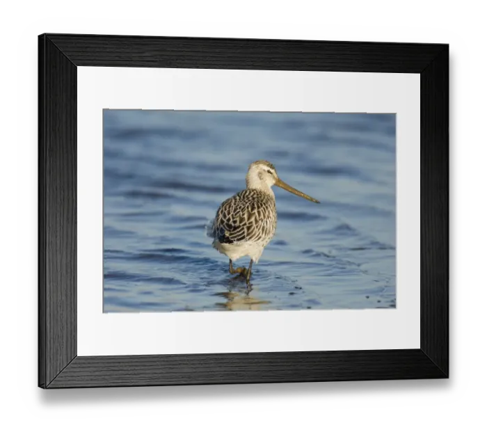 Framed Print : Bar-tailed Godwit (Limosa lapponica) adult, non-breeding plumage, wading with muddy beak, North Norfolk, England, winter Framed Print : Bar-tailed Godwit (Limosa lapponica) adult, non-breeding plumage, wading with muddy beak, North Norfolk, England, winter