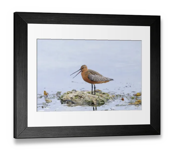 Framed Print : Bar-tailed Godwit (Limosa lapponica) adult male, breeding plumage, with beak open, standing on seaweed in shallow water, Varanger, Norway, may Framed Print : Bar-tailed Godwit (Limosa lapponica) adult male, breeding plumage, with beak open, standing on seaweed in shallow water, Varanger, Norway, may