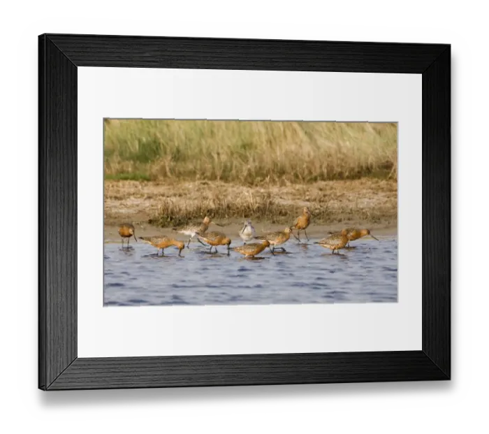 Framed Print : Bar-tailed Godwit (Limosa lapponica) adults, summer plumage, group foraging in water, Salthouse, Norfolk, England, april Framed Print : Bar-tailed Godwit (Limosa lapponica) adults, summer plumage, group foraging in water, Salthouse, Norfolk, England, april