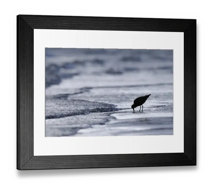 Framed Print : Bar-tailed Godwit (Limosa lapponica) adult, silhouetted on beach, probing mud with beak, Varanger, Norway, may