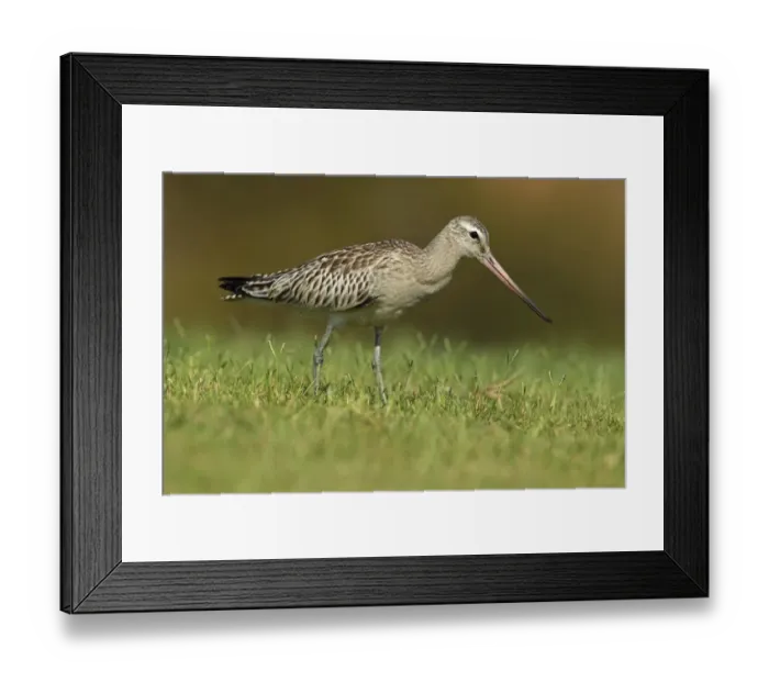 Framed Print : Bar-tailed Godwit (Limosa lapponica) juvenile, standing on grass, Algarve, Portugal, october Framed Print : Bar-tailed Godwit (Limosa lapponica) juvenile, standing on grass, Algarve, Portugal, october