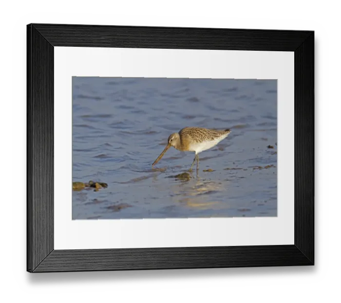 Framed Print : Bar-tailed Godwit (Limosa lapponica) adult, winter plumage, feeding on worm at shoreline, Norfolk, England, january Framed Print : Bar-tailed Godwit (Limosa lapponica) adult, winter plumage, feeding on worm at shoreline, Norfolk, England, january