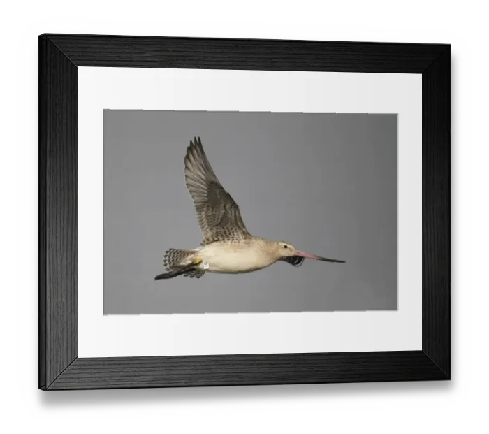 Framed Print : Bar-tailed Godwit (Limosa lapponica) adult, non-breeding plumage, in flight, with HK leg flags, Mai Po Nature Reserve, Hong Kong, China, september