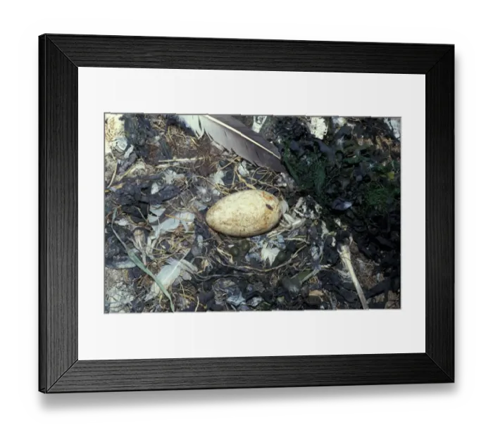 Framed Print : Gannet (Sula bassana) close-up of nest with one egg