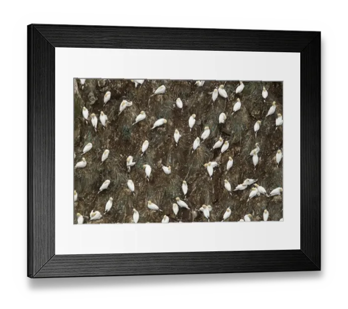 Framed Print : Northern Gannet (Morus bassanus) adults, nesting colony with fishing rubbish in nests, Hermaness, Unst, Shetland Islands, Scotland, june Framed Print : Northern Gannet (Morus bassanus) adults, nesting colony with fishing rubbish in nests, Hermaness, Unst, Shetland Islands, Scotland, june