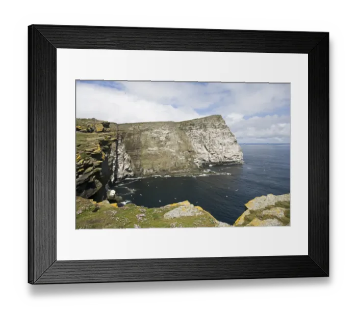 Framed Print : Northern Gannet (Morus bassanus) breeding colony, view of sea cliff habitat, Noss Head across Noup of Noss, Noss, Shetland Islands, Scotland, june Framed Print : Northern Gannet (Morus bassanus) breeding colony, view of sea cliff habitat, Noss Head across Noup of Noss, Noss, Shetland Islands, Scotland, june