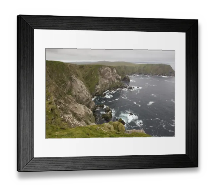 Framed Print : Northern Gannet (Morus bassanus) nesting colony, on sea cliffs habitat, Hermaness, Unst, Shetland Islands, Scotland, june Framed Print : Northern Gannet (Morus bassanus) nesting colony, on sea cliffs habitat, Hermaness, Unst, Shetland Islands, Scotland, june