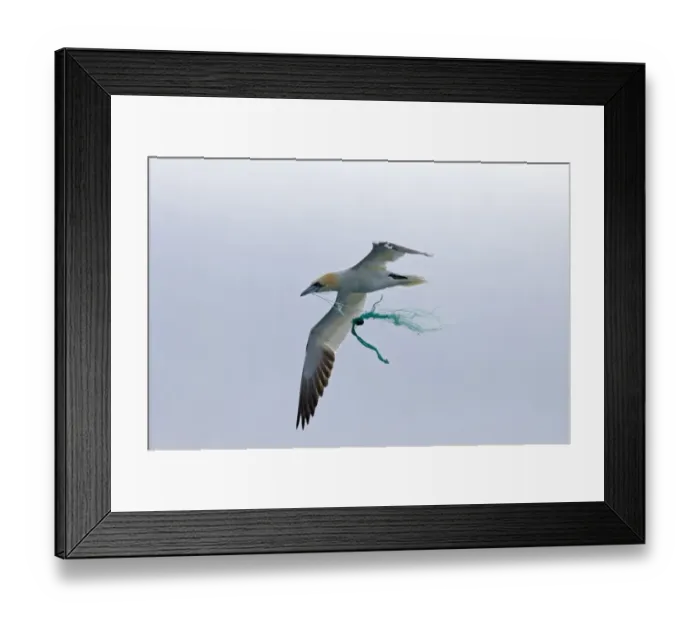 Framed Print : Northern Gannet (Morus bassanus) adult, in flight, carrying fishing net rope for nesting material, Noss, Shetland Islands, Scotland, may Framed Print : Northern Gannet (Morus bassanus) adult, in flight, carrying fishing net rope for nesting material, Noss, Shetland Islands, Scotland, may