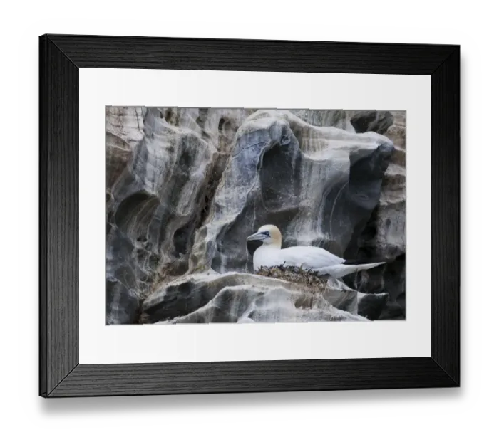 Framed Print : Northern Gannet (Morus bassanus) adult, sitting at nest on cliff ledge, Noss, Shetland Islands, Scotland, june