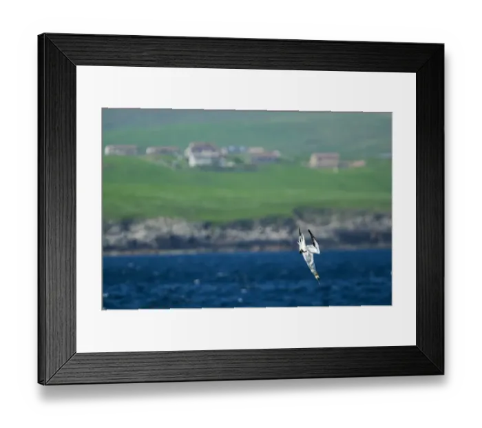 Framed Print : Northern Gannet (Morus bassanus) adult, in flight, diving into sea, Mousa, Shetland Islands, Scotland, june Framed Print : Northern Gannet (Morus bassanus) adult, in flight, diving into sea, Mousa, Shetland Islands, Scotland, june