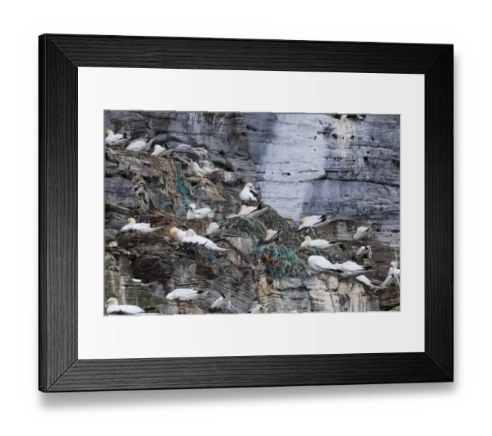 Framed Print : Northern Gannet (Morus bassanus) adults, nesting colony with fishing rubbish in nests, Noss, Shetland Islands, Scotland, june Framed Print : Northern Gannet (Morus bassanus) adults, nesting colony with fishing rubbish in nests, Noss, Shetland Islands, Scotland, june