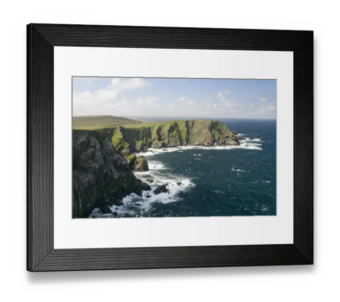 Framed Print : Northern Gannet (Morus bassanus) nesting colony, view of sea cliffs habitat, Hermaness N. N. R. Unst, Shetland Islands, Scotland, june Framed Print : Northern Gannet (Morus bassanus) nesting colony, view of sea cliffs habitat, Hermaness N. N. R. Unst, Shetland Islands, Scotland, june