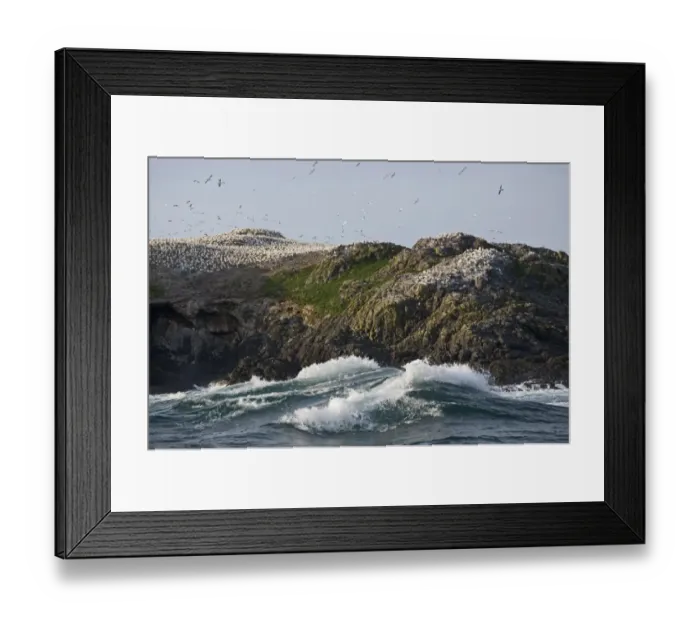 Framed Print : Northern Gannet (Morus bassanus) breeding colony, nesting on island sea cliffs, Grassholm RSPB Reserve, Wales, july Framed Print : Northern Gannet (Morus bassanus) breeding colony, nesting on island sea cliffs, Grassholm RSPB Reserve, Wales, july