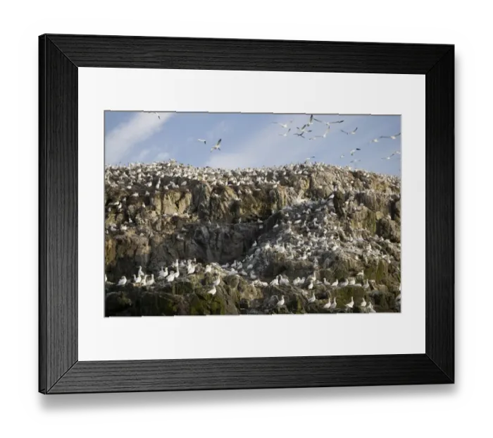 Framed Print : Northern Gannet (Morus bassanus) breeding colony, nesting on island sea cliffs, Grassholm RSPB Reserve, Wales, july Framed Print : Northern Gannet (Morus bassanus) breeding colony, nesting on island sea cliffs, Grassholm RSPB Reserve, Wales, july