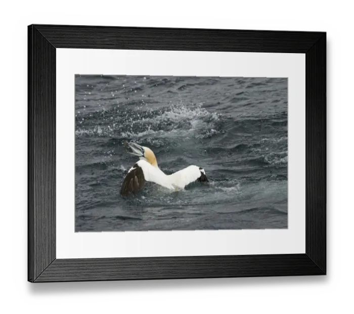 Framed Print : Northern Gannet (Morus bassanus) adult, fishing, with mackerel in beak, Shetland Islands, Scotland, june Framed Print : Northern Gannet (Morus bassanus) adult, fishing, with mackerel in beak, Shetland Islands, Scotland, june