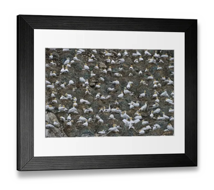 Framed Print : Northern Gannet (Morus bassanus) adults, nesting colony with fishing rubbish in nests, Hermaness N. N. R. Unst, Shetland Islands, Scotland, june