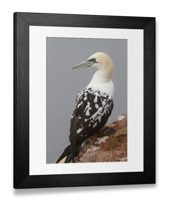 Framed Print : Northern Gannet (Morus bassanus) immature, third winter plumage, standing on clifftop, Heligoland, Schleswig-Holstein, Germany, may Framed Print : Northern Gannet (Morus bassanus) immature, third winter plumage, standing on clifftop, Heligoland, Schleswig-Holstein, Germany, may