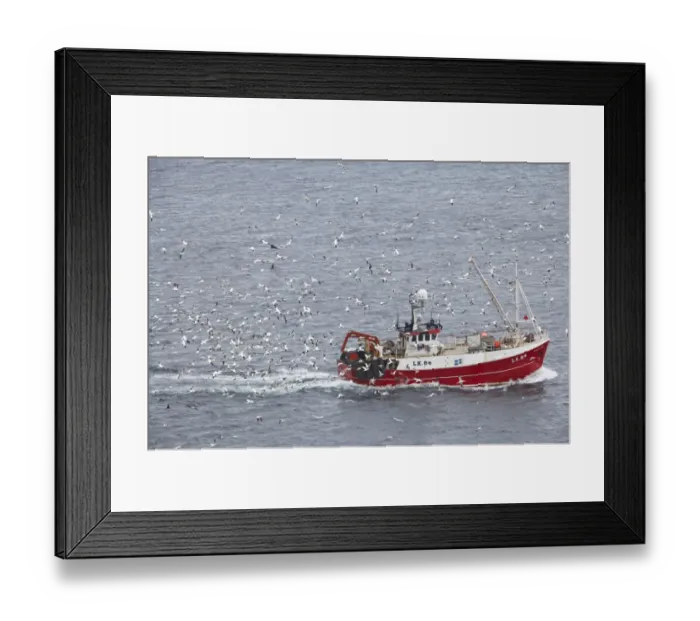 Framed Print : Northern Gannet (Morus bassanus) flock, in flight, with skuas and seagulls, following fishing boat at sea, Noss, Shetland Islands, Scotland