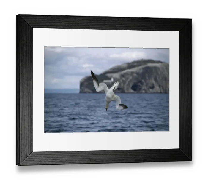 Framed Print : Northern Gannet (Morus bassanus) adult, in flight, diving for fish, North Sea Framed Print : Northern Gannet (Morus bassanus) adult, in flight, diving for fish, North Sea