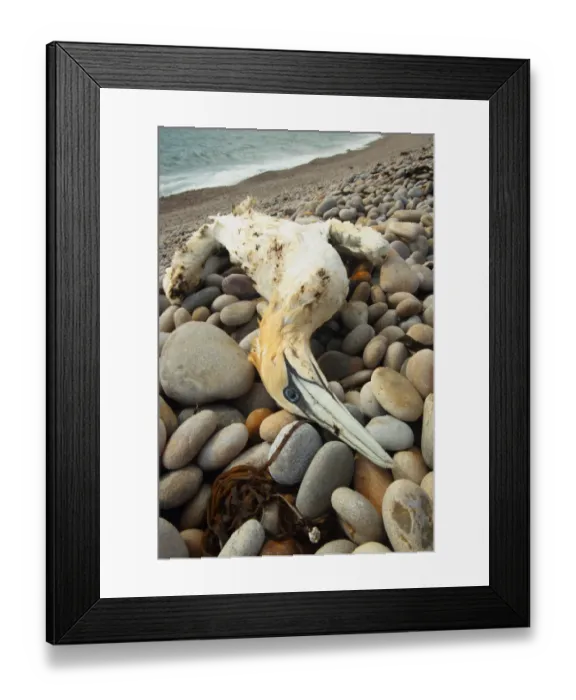 Framed Print : Northern Gannet (Morus bassanus) dead adult, partially oiled carcass washed up on shingle beach, Chesil Beach, Dorset, England, july Framed Print : Northern Gannet (Morus bassanus) dead adult, partially oiled carcass washed up on shingle beach, Chesil Beach, Dorset, England, july