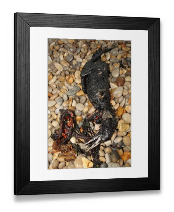 Framed Print : Northern Gannet (Morus bassanus) dead, oiled carcass washed up on shingle beach, Chesil Beach, Dorset, England, july Framed Print : Northern Gannet (Morus bassanus) dead, oiled carcass washed up on shingle beach, Chesil Beach, Dorset, England, july