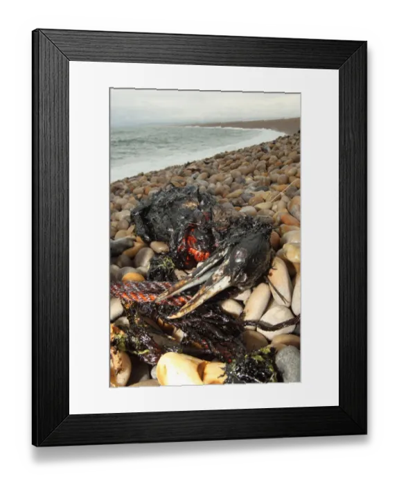 Framed Print : Northern Gannet (Morus bassanus) dead, oiled carcass washed up on shingle beach, Chesil Beach, Dorset, England, july Framed Print : Northern Gannet (Morus bassanus) dead, oiled carcass washed up on shingle beach, Chesil Beach, Dorset, England, july