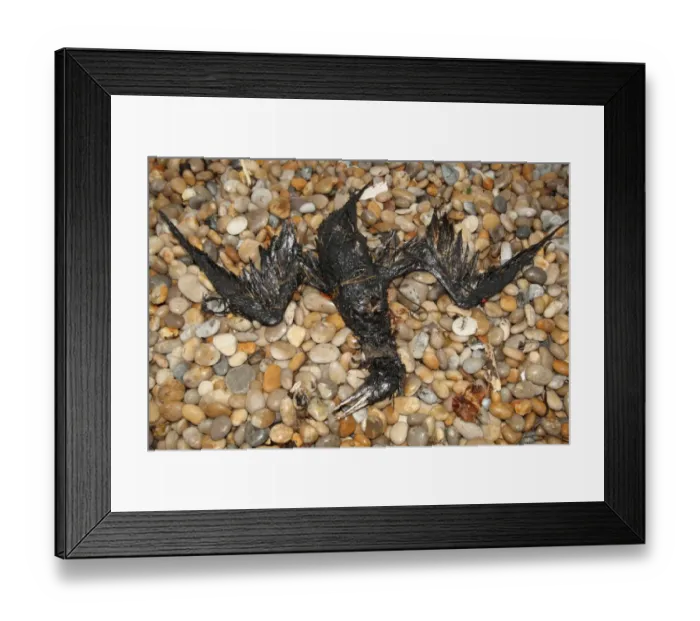 Framed Print : Northern Gannet (Morus bassanus) dead, oiled carcass washed up on shingle beach, Chesil Beach, Dorset, England, july Framed Print : Northern Gannet (Morus bassanus) dead, oiled carcass washed up on shingle beach, Chesil Beach, Dorset, England, july