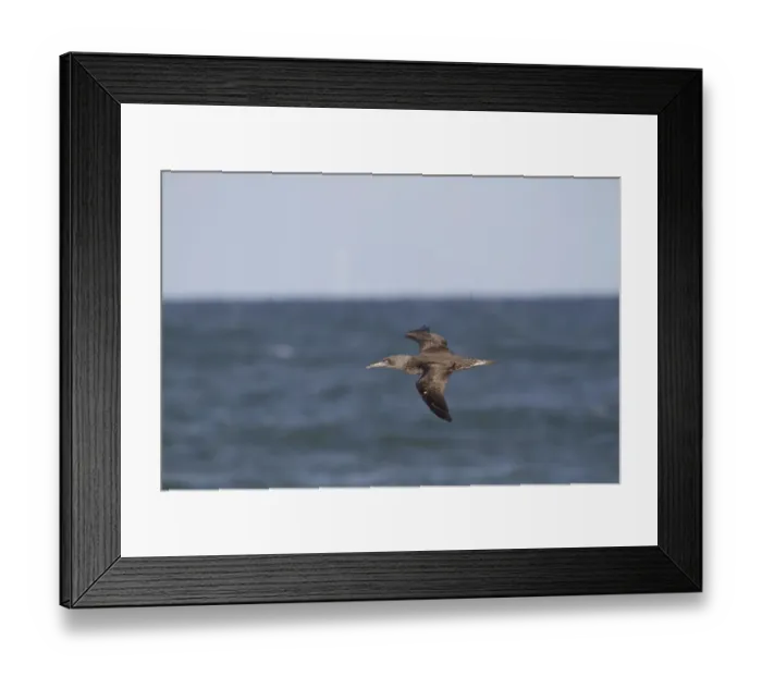 Framed Print : Northern Gannet (Morus bassanus) juvenile, in flight over sea, on migration, Norfolk, England Framed Print : Northern Gannet (Morus bassanus) juvenile, in flight over sea, on migration, Norfolk, England