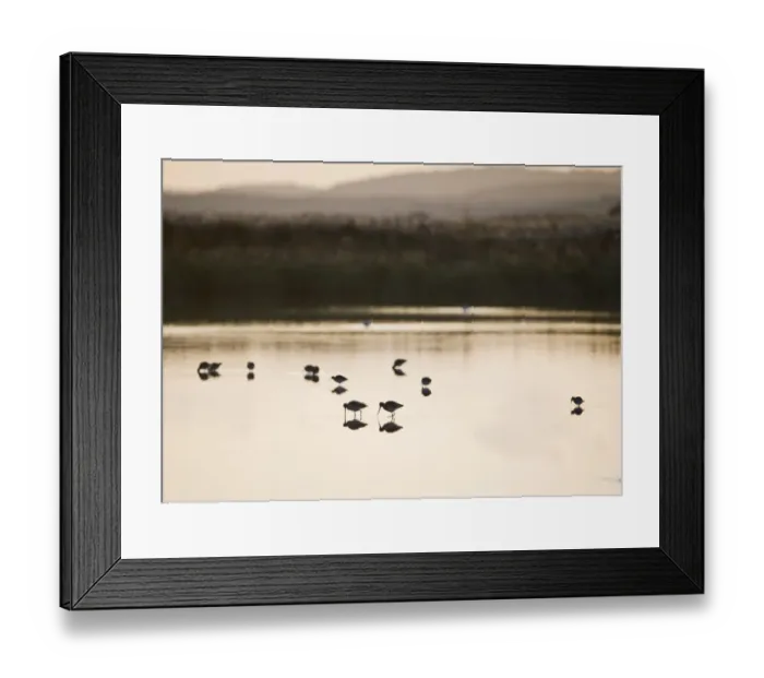 Framed Print : Black-tailed Godwit (Limosa limosa) adults, feeding in scrape habitat, silhouetted at sunset, Cley Marshes Reserve, Norfolk, England, november