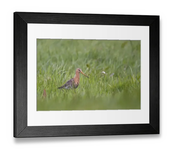 Framed Print : Black-tailed Godwit (Limosa limosa) adult, summer plumage, standing amongst grass in fenland, Lincolnshire, England, may Framed Print : Black-tailed Godwit (Limosa limosa) adult, summer plumage, standing amongst grass in fenland, Lincolnshire, England, may