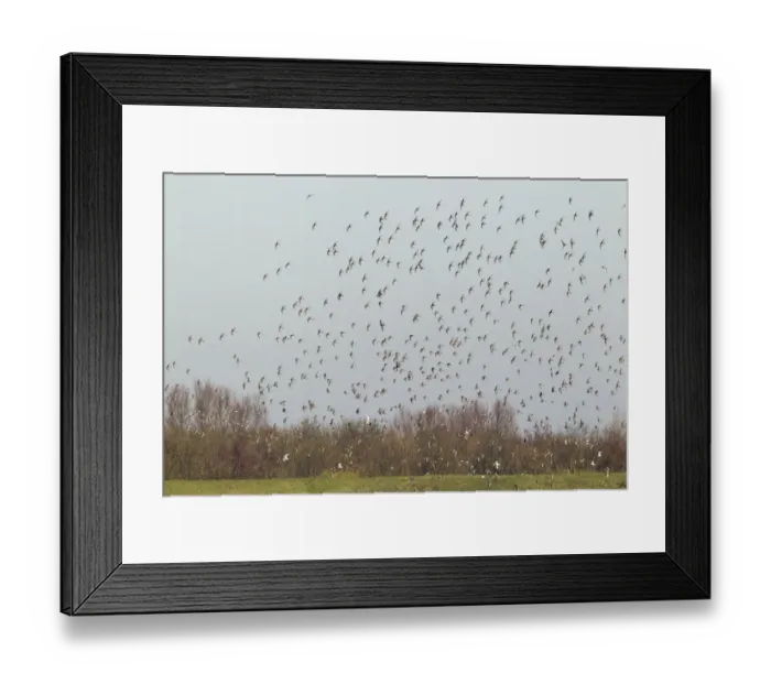 Framed Print : Black-tailed Godwit (Limosa limosa) flock, in flight, Ouse Washes, Norfolk, England, february Framed Print : Black-tailed Godwit (Limosa limosa) flock, in flight, Ouse Washes, Norfolk, England, february