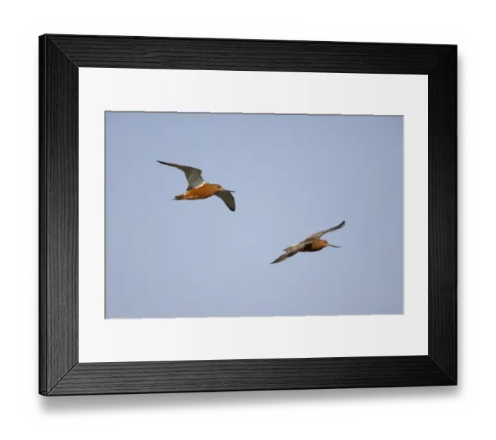 Framed Print : Black-tailed Godwit (Limosa limosa) two adults, summer plumage, in flight, Texel Island, Netherlands Framed Print : Black-tailed Godwit (Limosa limosa) two adults, summer plumage, in flight, Texel Island, Netherlands