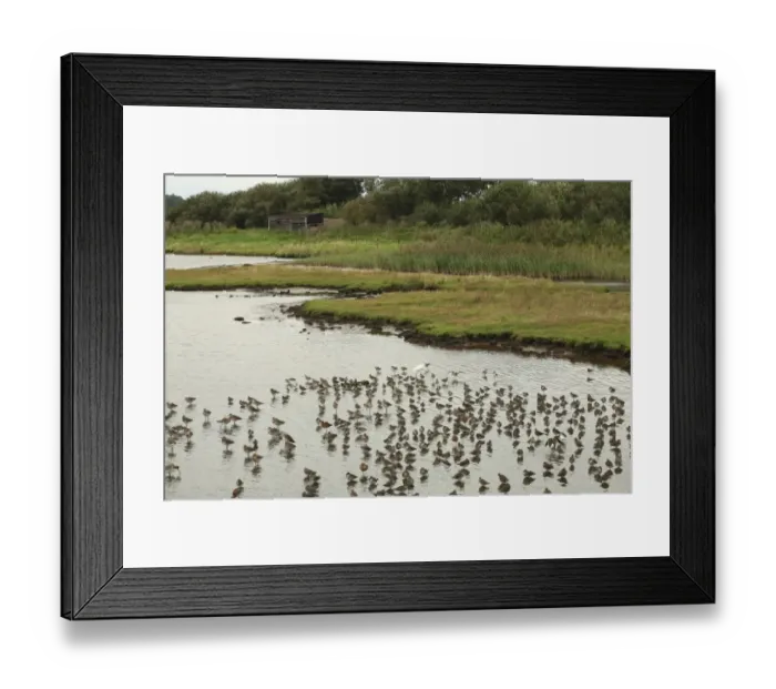 Framed Print : Black-tailed Godwit (Limosa limosa) and Common Redshank (Tringa totanus) mixed flock, at high tide roost in scrape, Leighton Moss RSPB Nature Reserve, Lancashire, England, september Framed Print : Black-tailed Godwit (Limosa limosa) and Common Redshank (Tringa totanus) mixed flock, at high tide roost in scrape, Leighton Moss RSPB Nature Reserve, Lancashire, England, september