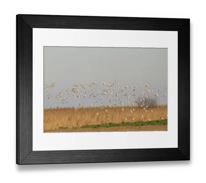 Framed Print : Black-tailed Godwit (Limosa limosa) flock, winter plumage, in flight over reedbed habitat, Norfolk, England, january