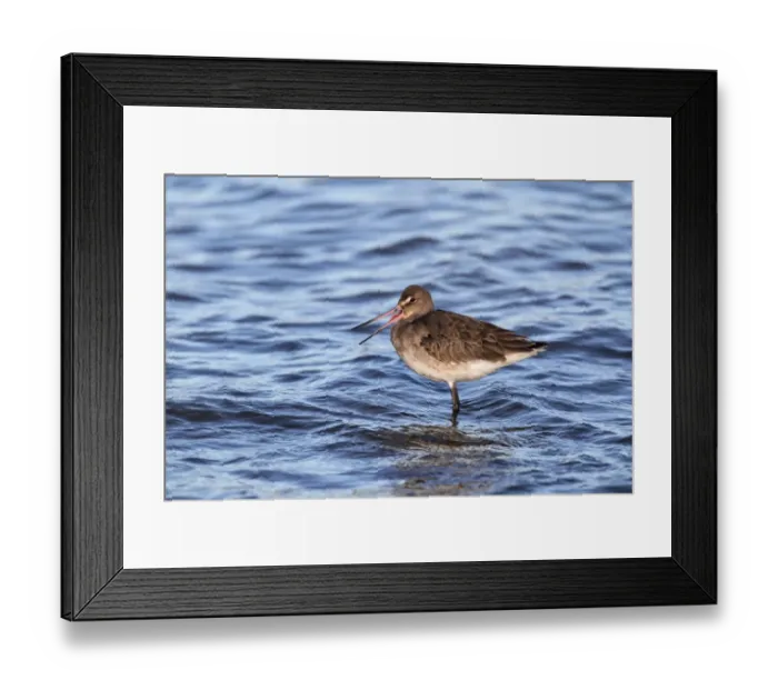 Framed Print : Black-tailed Godwit (Limosa limosa) adult, winter plumage, with beak open after digesting food, standing in shallow water at high tide, River Stour, Suffolk, England, december Framed Print : Black-tailed Godwit (Limosa limosa) adult, winter plumage, with beak open after digesting food, standing in shallow water at high tide, River Stour, Suffolk, England, december