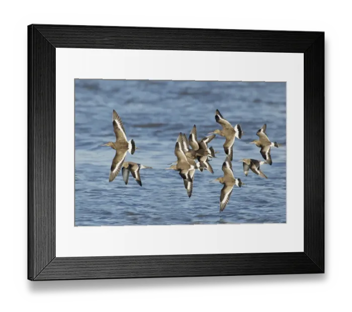 Framed Print : Black-tailed Godwit (Limosa limosa) flock, winter plumage, in flight over water, at high tide roost, River Stour, Essex, England, january Framed Print : Black-tailed Godwit (Limosa limosa) flock, winter plumage, in flight over water, at high tide roost, River Stour, Essex, England, january