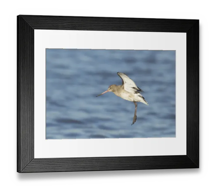 Framed Print : Black-tailed Godwit (Limosa limosa) adult, winter plumage, in flight over water, landing at high tide roost, River Stour, Essex, England, january Framed Print : Black-tailed Godwit (Limosa limosa) adult, winter plumage, in flight over water, landing at high tide roost, River Stour, Essex, England, january