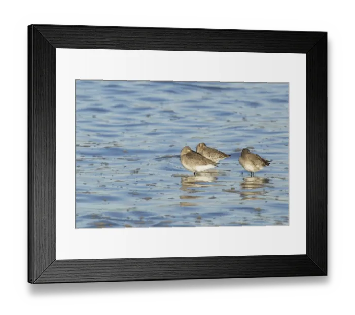 Framed Print : Black-tailed Godwit (Limosa limosa) three adults, winter plumage, roosting in water at high tide, River Stour, Essex, England, january Framed Print : Black-tailed Godwit (Limosa limosa) three adults, winter plumage, roosting in water at high tide, River Stour, Essex, England, january