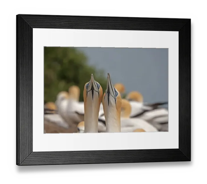 Framed Print : Australasian Gannet (Morus serrator) adult pair, close-up of heads, displaying in colony, Cape Kidnappers, Hawke's Bay, North Island, New Zealand, november Framed Print : Australasian Gannet (Morus serrator) adult pair, close-up of heads, displaying in colony, Cape Kidnappers, Hawke's Bay, North Island, New Zealand, november