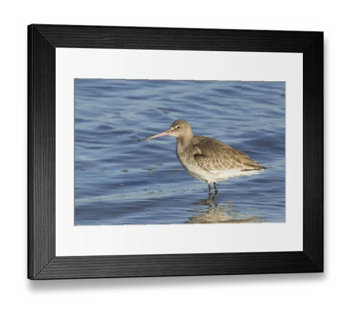 Framed Print : Black-tailed Godwit (Limosa limosa) adult, winter plumage, standing in water, River Stour, Essex, England, january Framed Print : Black-tailed Godwit (Limosa limosa) adult, winter plumage, standing in water, River Stour, Essex, England, january