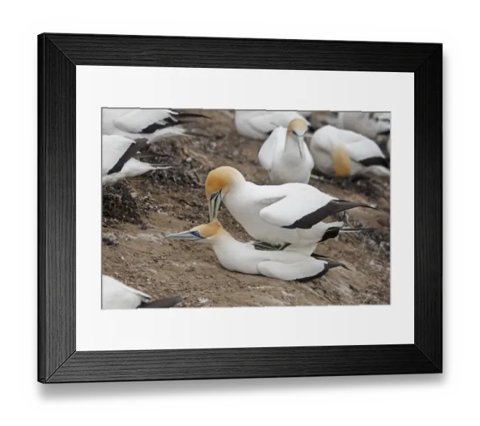 Framed Print : Australasian Gannet (Morus serrator) adult pair, mating in colony, Cape Kidnappers, Hawke's Bay, North Island, New Zealand, november Framed Print : Australasian Gannet (Morus serrator) adult pair, mating in colony, Cape Kidnappers, Hawke's Bay, North Island, New Zealand, november