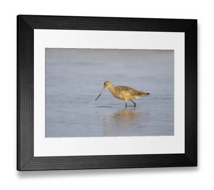 Framed Print : Marbled Godwit (Limosa fedoa) adult, winter plumage, feeding in shallow water, Fort de Soto, Florida, U. S. A Framed Print : Marbled Godwit (Limosa fedoa) adult, winter plumage, feeding in shallow water, Fort de Soto, Florida, U. S. A
