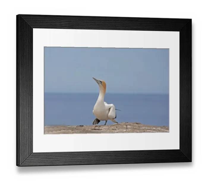 Framed Print : Australasian Gannet (Morus serrator) adult, walking on clifftop, Cape Kidnappers, Hawke's Bay, North Island, New Zealand, november