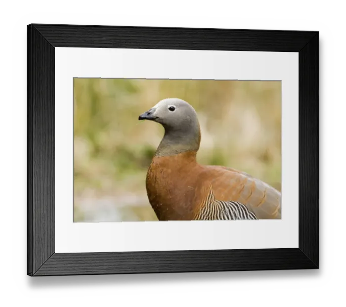 Framed Print : Ashy-headed Goose (Chloephaga poliocephala) adult, feeding on grass, close-up of head and neck, Tierra del Fuego, Argentina, november