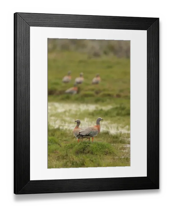 Framed Print : Ashy-headed Goose (Chloephaga poliocephala) adult pair, standing on grazing marsh, with others in background, Estancia Harberton, Tierra del Fuego, Argentina, december Framed Print : Ashy-headed Goose (Chloephaga poliocephala) adult pair, standing on grazing marsh, with others in background, Estancia Harberton, Tierra del Fuego, Argentina, december
