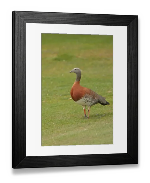 Framed Print : Ashy-headed Goose (Chloephaga poliocephala) adult, standing on short grass, Llao Llao Peninsula, Neuquen, Argentina, october Framed Print : Ashy-headed Goose (Chloephaga poliocephala) adult, standing on short grass, Llao Llao Peninsula, Neuquen, Argentina, october