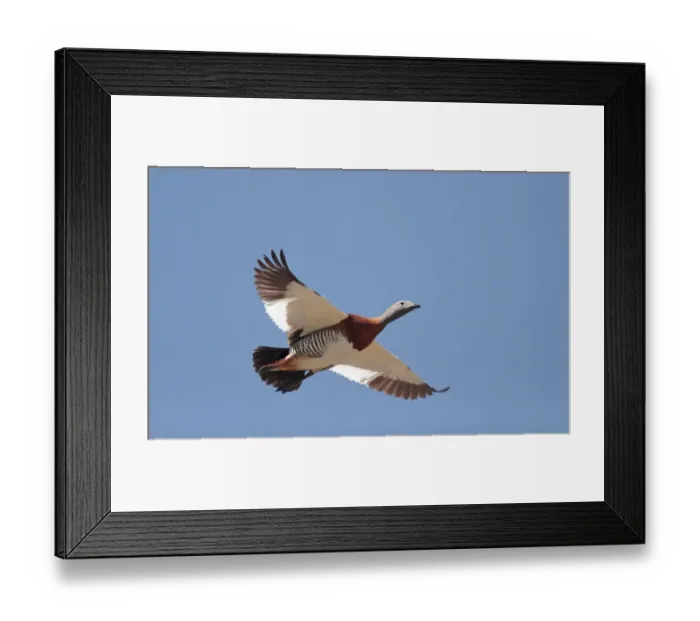 Framed Print : Ashy-headed Goose (Chloephaga poliocephala) adult, in flight, Llao Llao, Neuquen, Argentina, december Framed Print : Ashy-headed Goose (Chloephaga poliocephala) adult, in flight, Llao Llao, Neuquen, Argentina, december